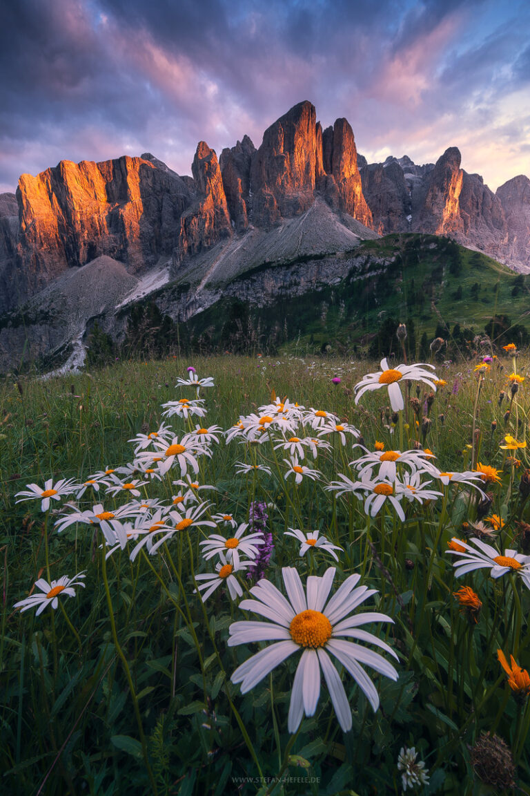 Letztes Licht am Grödner Joch in Südtirol in den Dolomiten im Sommer mit Margheriten im Vordergrund und rotem Alpenglühen