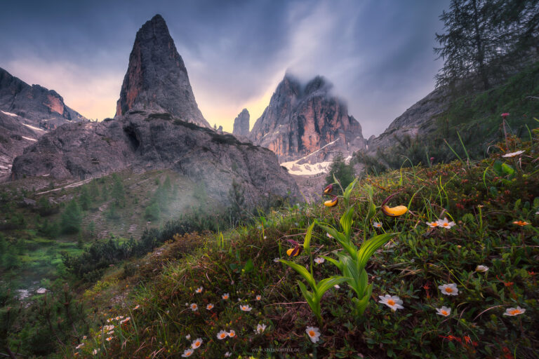 Seltene Blume Frauenschuh in einem weniger bekannten Tal der Dolomiten in mystischen Sommernebellicht