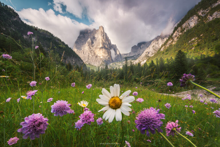 Blühende Sommerwiese im Talschluss am Capanna Trieste in den italienischen Dolomiten