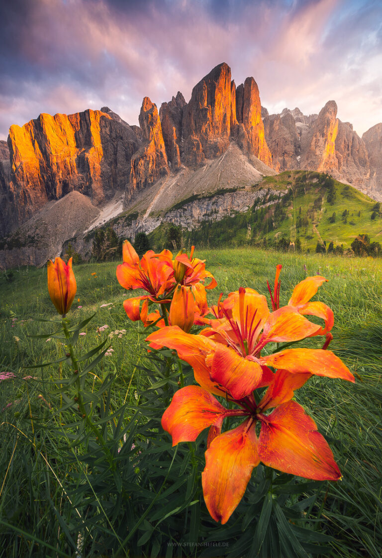 Sommergefühle mit Alpenlillien im Vordergrund am Grödner Joch in Südtirol