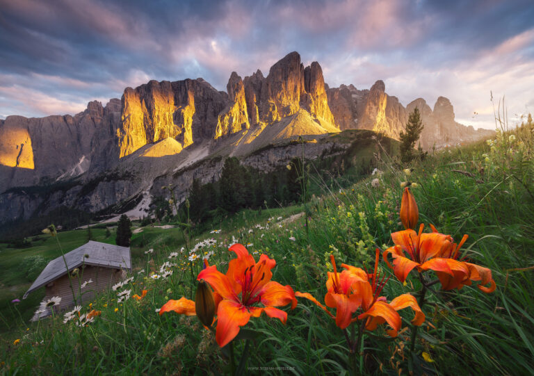 Sommergefühle mit Alpenlillien im Vordergrund am Grödner Joch in Südtirol