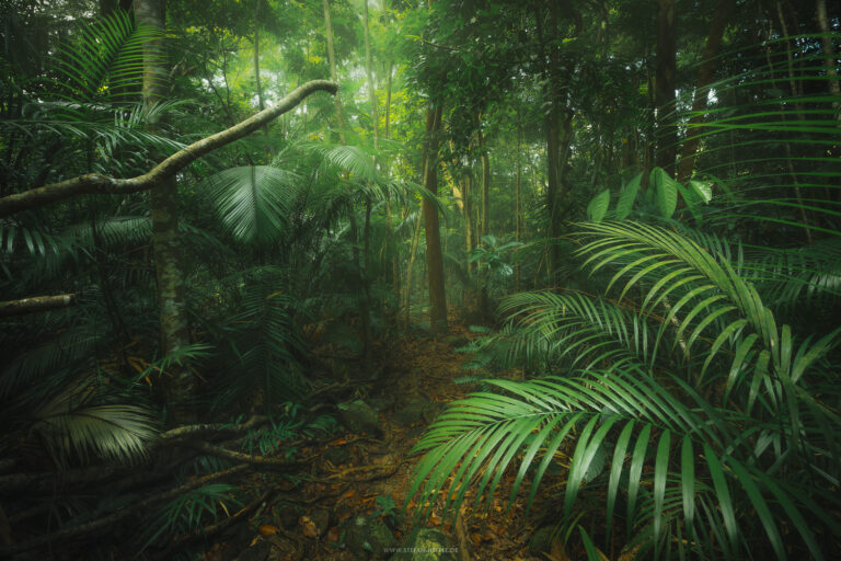 Tropischer Regenwald auf einer Malaysischen Insel im Südchinesischen Meer