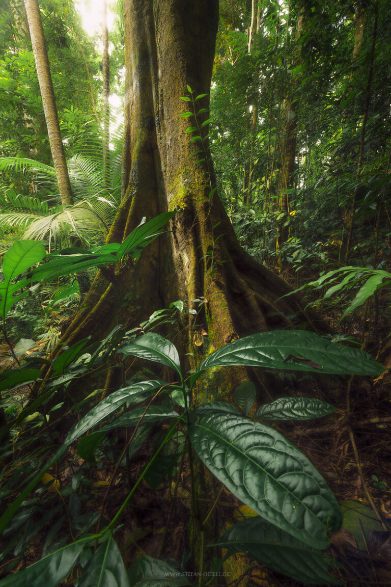 Magische grüne Szene im tropischen Regenwald auf Malaysien