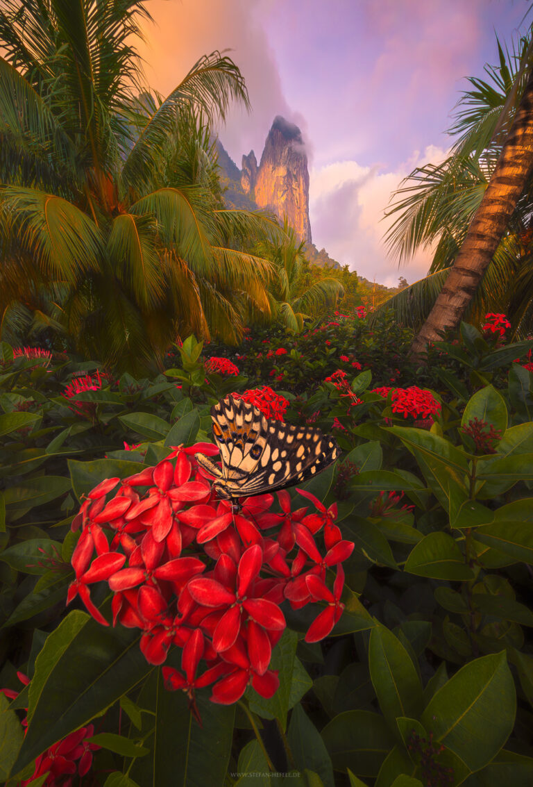 Der Berg Drachenhorn auf Pulau Tioman in schönem Licht mit Schmetterling auf einer Ixora Blume und Kokosnusspalmen. Paradiesisch