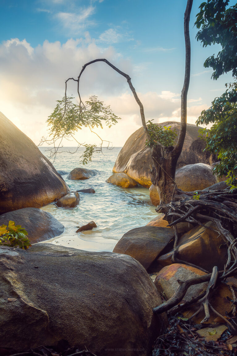 Markanter Baum an einer Küste auf der Malaysischen Insel Tioman im warmen Morgenlicht