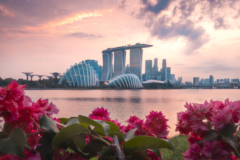 Skyline of Singapore in the golden hour with beautiful flowers in the foreground (not included) with iconic buildings such as the Marina Sands, Supertrees and Ferris wheel