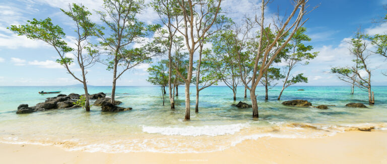 Bäume im Meer bei Mukut auf der Malaysischen Insel Pulau Tioman