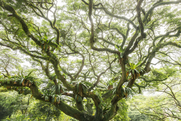 Traumbaum in Singapur - Jungletree