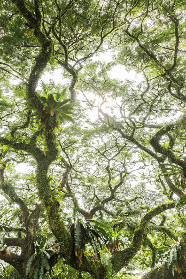 Traumbaum in Singapur - Jungletree