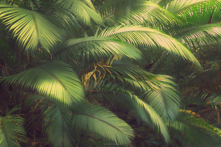 Tropical Leafs - Malaysia