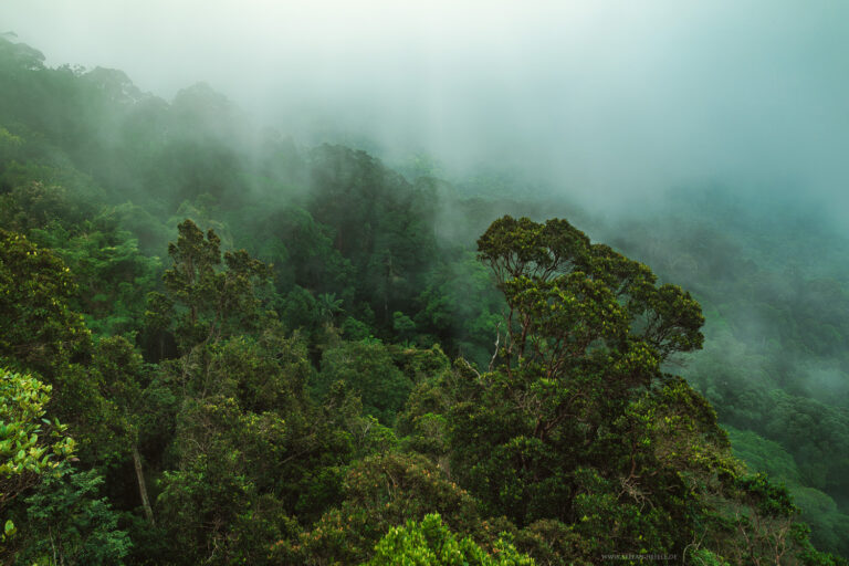 Weite Sicht über tropischen Regenwald im Nebel - Malaysia